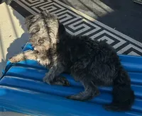 Uno , a male Miniature Aussiedoodle for sale in Alliance, OH – 3 of 3