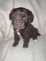 Bo peep, a female Miniature Aussiedoodle for sale in Alliance, OH – 2 of 2
