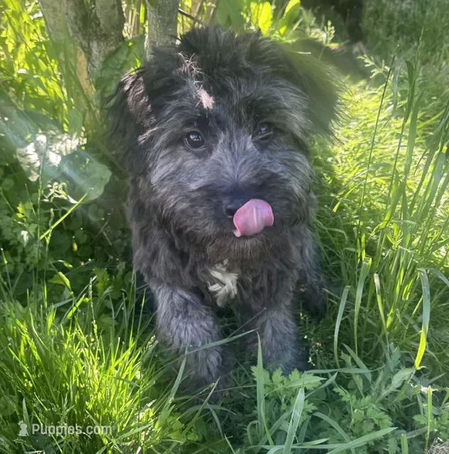 Uno  – Miniature Aussiedoodle puppy for sale in Alliance, OH
