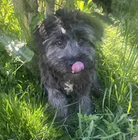 Uno , a male Miniature Aussiedoodle for sale in Alliance, OH – 1 of 3