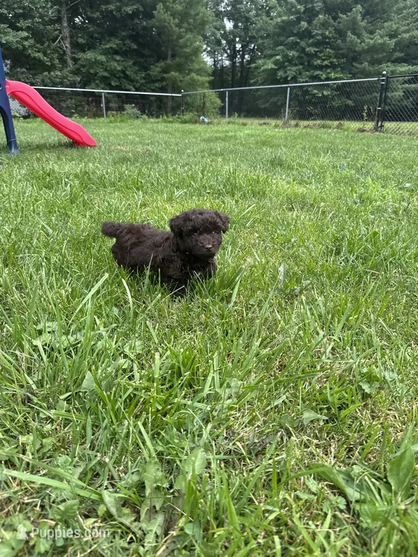 Buzz – Miniature Aussiedoodle puppy for sale in Alliance, OH