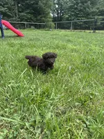 Buzz, a male Miniature Aussiedoodle for sale in Alliance, OH – 1 of 5