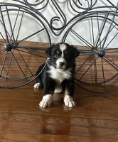 blue eye tri girl, a female Miniature Australian Shepherd for sale in Alliance, OH – Photo 2 of 2