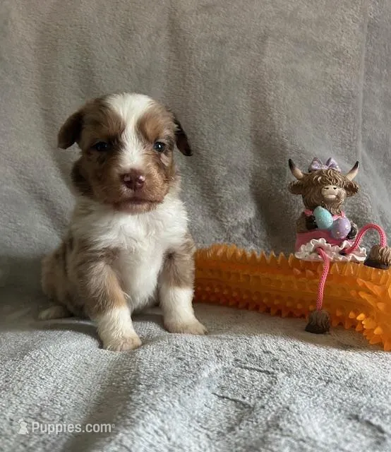 red merle girl – Miniature Australian Shepherd puppy for sale in Alliance, OH