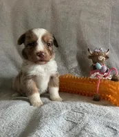red merle girl, a female Miniature Australian Shepherd for sale in Alliance, OH – Photo 1 of 3