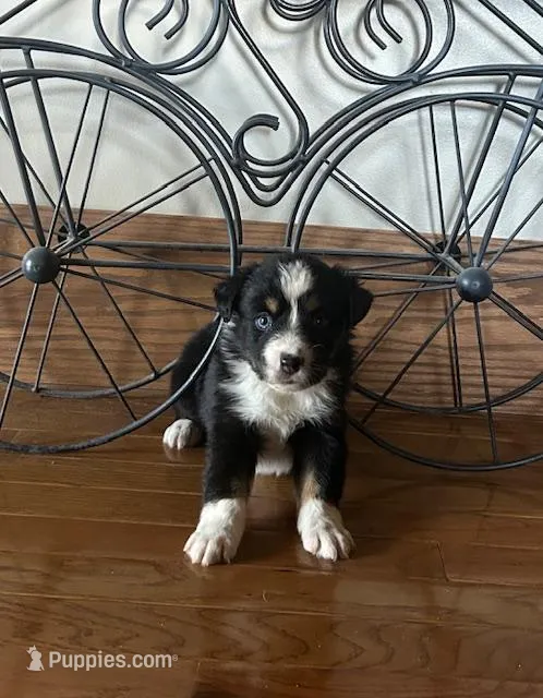 blue eye tri girl – Miniature Australian Shepherd puppy for sale in Alliance, OH