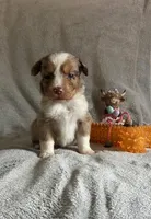 red merle girl, a female Miniature Australian Shepherd for sale in Alliance, OH – Photo 2 of 3