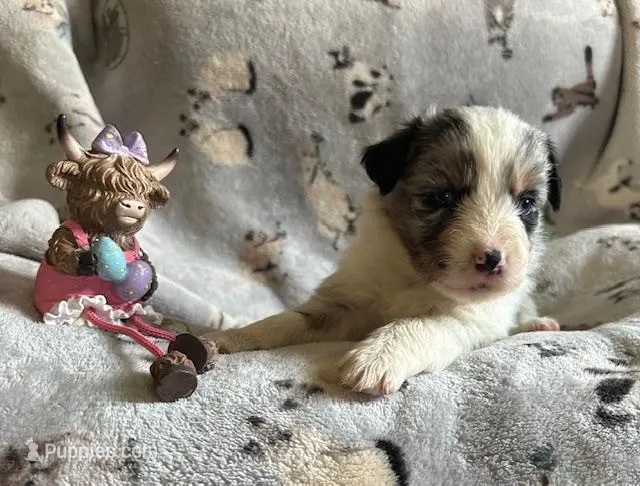 Blue girl – Miniature Australian Shepherd puppy for sale in Alliance, OH