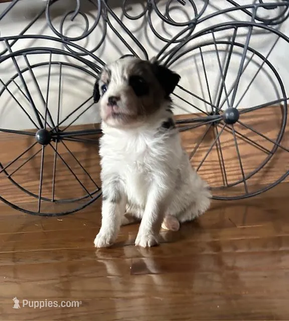 Blue girl – Miniature Australian Shepherd puppy for sale in Alliance, OH