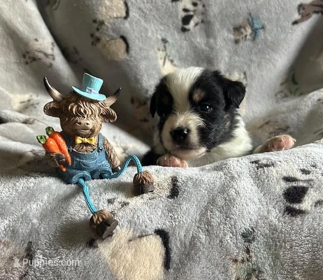 black tri boy – Miniature Australian Shepherd puppy for sale in Alliance, OH