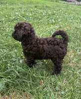 Buzz, a male Miniature Aussiedoodle for sale in Alliance, OH – 2 of 6