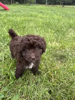 Bo peep, a female Miniature Aussiedoodle for sale in Alliance, OH – 1 of 5