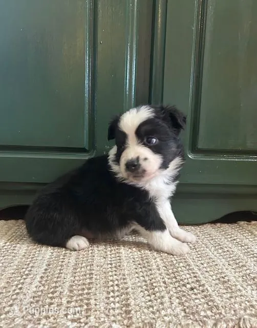 black tri boy blue eyes – Miniature Australian Shepherd puppy for sale in Alliance, OH