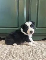 black tri boy blue eyes, a male Miniature Australian Shepherd for sale in Alliance, OH – Photo 3 of 3