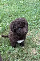 Jesse, a female Miniature Aussiedoodle for sale in Alliance, OH – 1 of 5