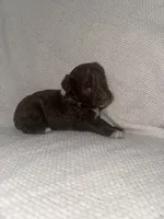 Woody, a male Miniature Aussiedoodle for sale in Alliance, OH – 2 of 2