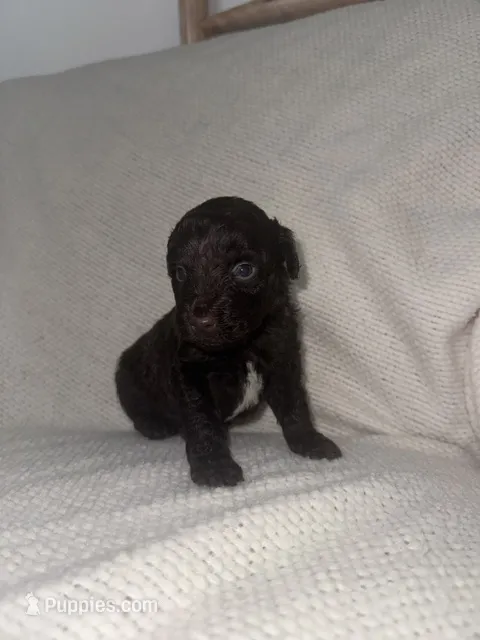 Buzz – Miniature Aussiedoodle puppy for sale in Alliance, OH