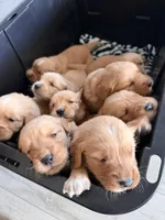 Sunny , a male Golden Retriever for sale in Austin, TX – Photo 2 of 2