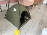 Pippin, a male Pomeranian for sale in Gray, GA – 4 of 4
