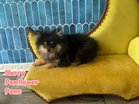 Merry, a male Pomeranian for sale in Gray, GA – 3 of 4