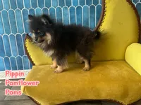 Pippin, a male Pomeranian for sale in Gray, GA – 2 of 4