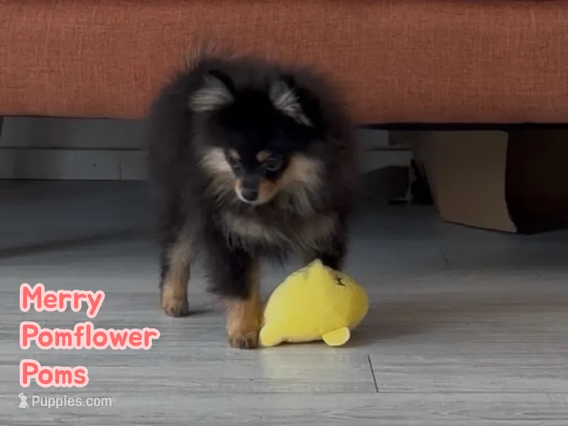 Merry – Pomeranian puppy for sale in Gray, GA