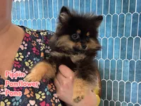 Pippin, a male Pomeranian for sale in Gray, GA – 3 of 4