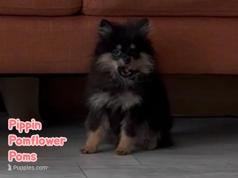 Pippin – Pomeranian puppy for sale in Gray, GA