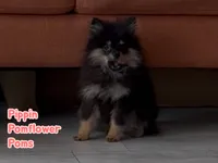 Pippin, a male Pomeranian for sale in Gray, GA – 1 of 4