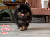 Merry, a male Pomeranian for sale in Gray, GA – 2 of 4