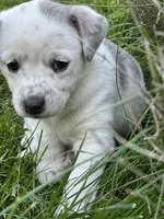 Yeti , a female Australian Cattle Dog for sale in Maple Valley, WA – 4 of 7