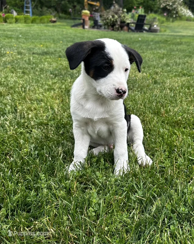 Solo – Lancashire Heeler puppy for sale in Maple Valley, WA