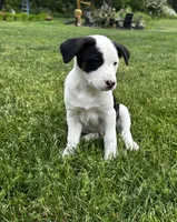 Solo, a male Lancashire Heeler for sale in Maple Valley, WA – 1 of 4