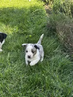 Pebble, a female Australian Cattle Dog for sale in Maple Valley, WA – 8 of 8