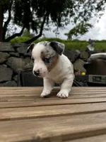 Pebble, a female Australian Cattle Dog for sale in Maple Valley, WA – 2 of 8