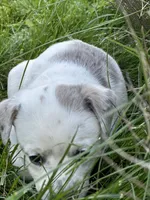Yeti , a female Australian Cattle Dog for sale in Maple Valley, WA – 7 of 7
