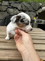 Pebble, a female Australian Cattle Dog for sale in Maple Valley, WA – 1 of 8