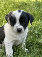 Layla, a female Australian Cattle Dog for sale in Maple Valley, WA – 4 of 4