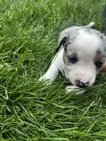 Pebble, a female Australian Cattle Dog for sale in Maple Valley, WA – 6 of 8