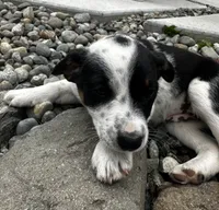 Layla, a female Australian Cattle Dog for sale in Maple Valley, WA – 2 of 4