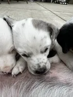 Yeti , a female Australian Cattle Dog for sale in Maple Valley, WA – 3 of 7
