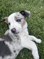 Pebble, a female Australian Cattle Dog for sale in Maple Valley, WA – 5 of 8