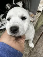 Yeti , a female Australian Cattle Dog for sale in Maple Valley, WA – 2 of 7