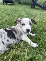 Pebble, a female Australian Cattle Dog for sale in Maple Valley, WA – 7 of 8
