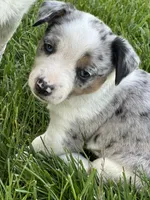 Pebble, a female Australian Cattle Dog for sale in Maple Valley, WA – 3 of 8