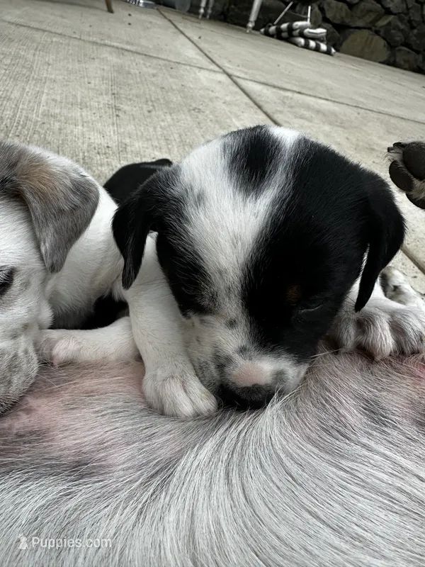 Layla – Australian Cattle Dog puppy for sale in Maple Valley, WA