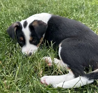 Bizzy, a female Australian Cattle Dog for sale in Maple Valley, WA – 3 of 5