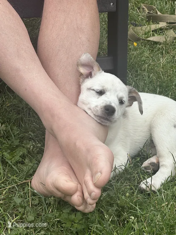 Yeti  – Australian Cattle Dog puppy for sale in Maple Valley, WA
