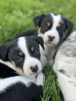 Bizzy, a female Australian Cattle Dog for sale in Maple Valley, WA – 2 of 5