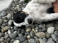 Layla, a female Australian Cattle Dog for sale in Maple Valley, WA – 3 of 4